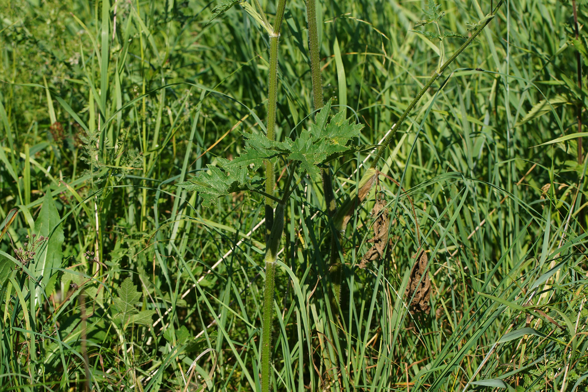 Image of Heracleum sibiricum specimen.