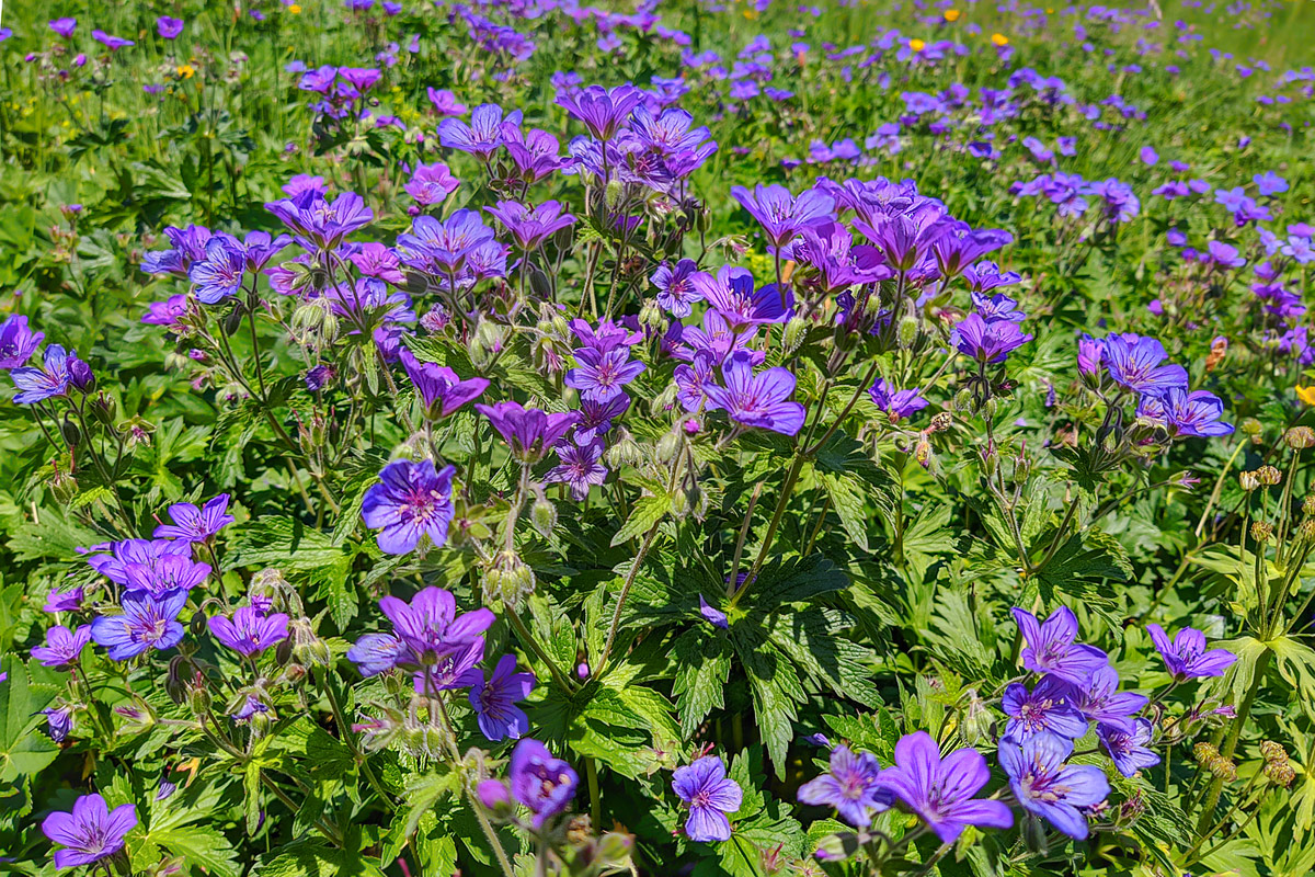 Image of Geranium sylvaticum specimen.