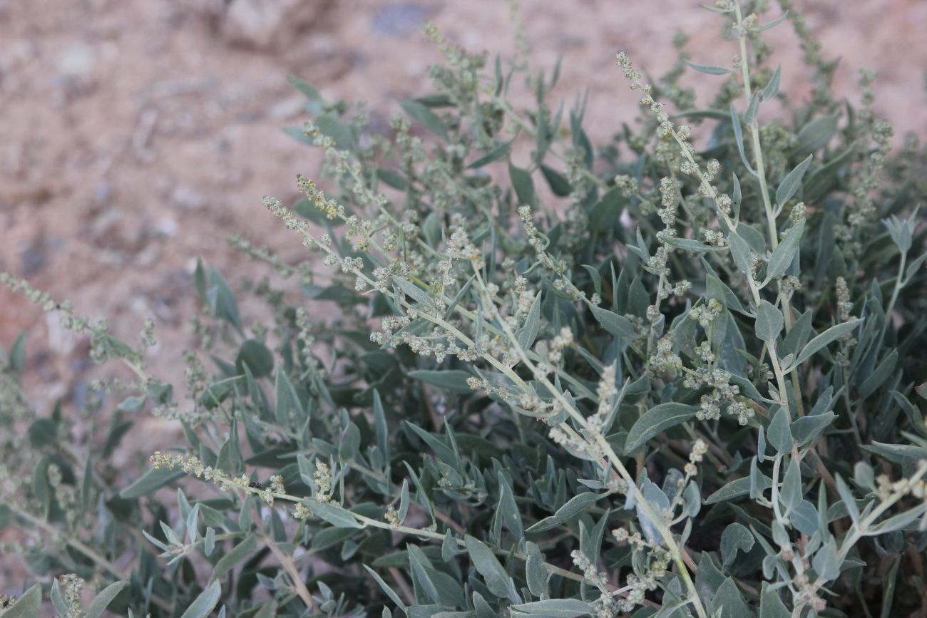 Изображение особи Chenopodium frutescens.