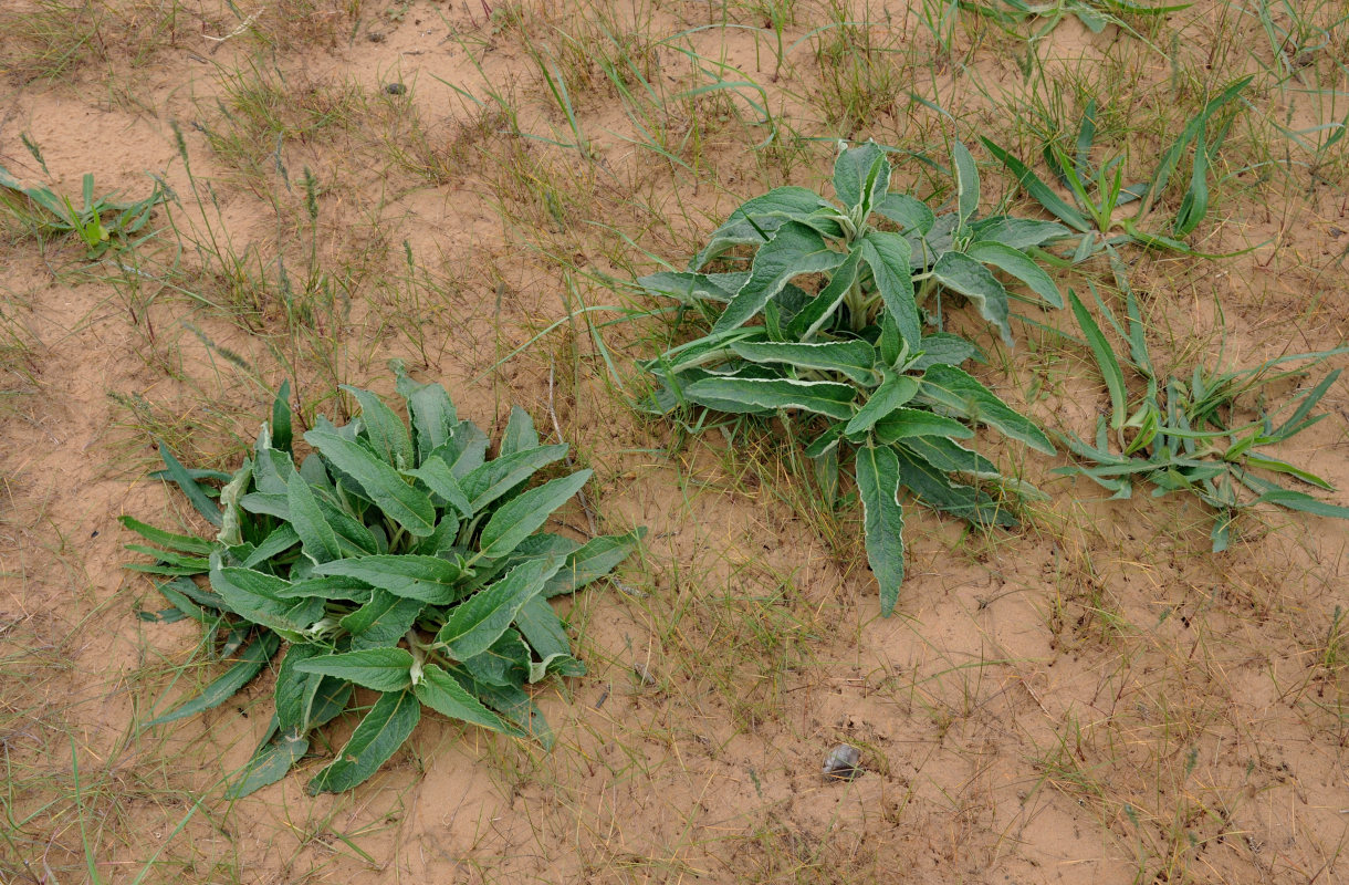 Image of Phlomis pungens specimen.