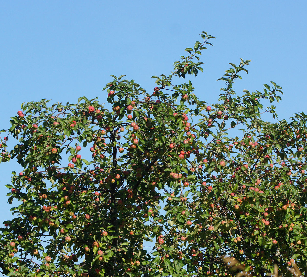 Image of Malus domestica specimen.