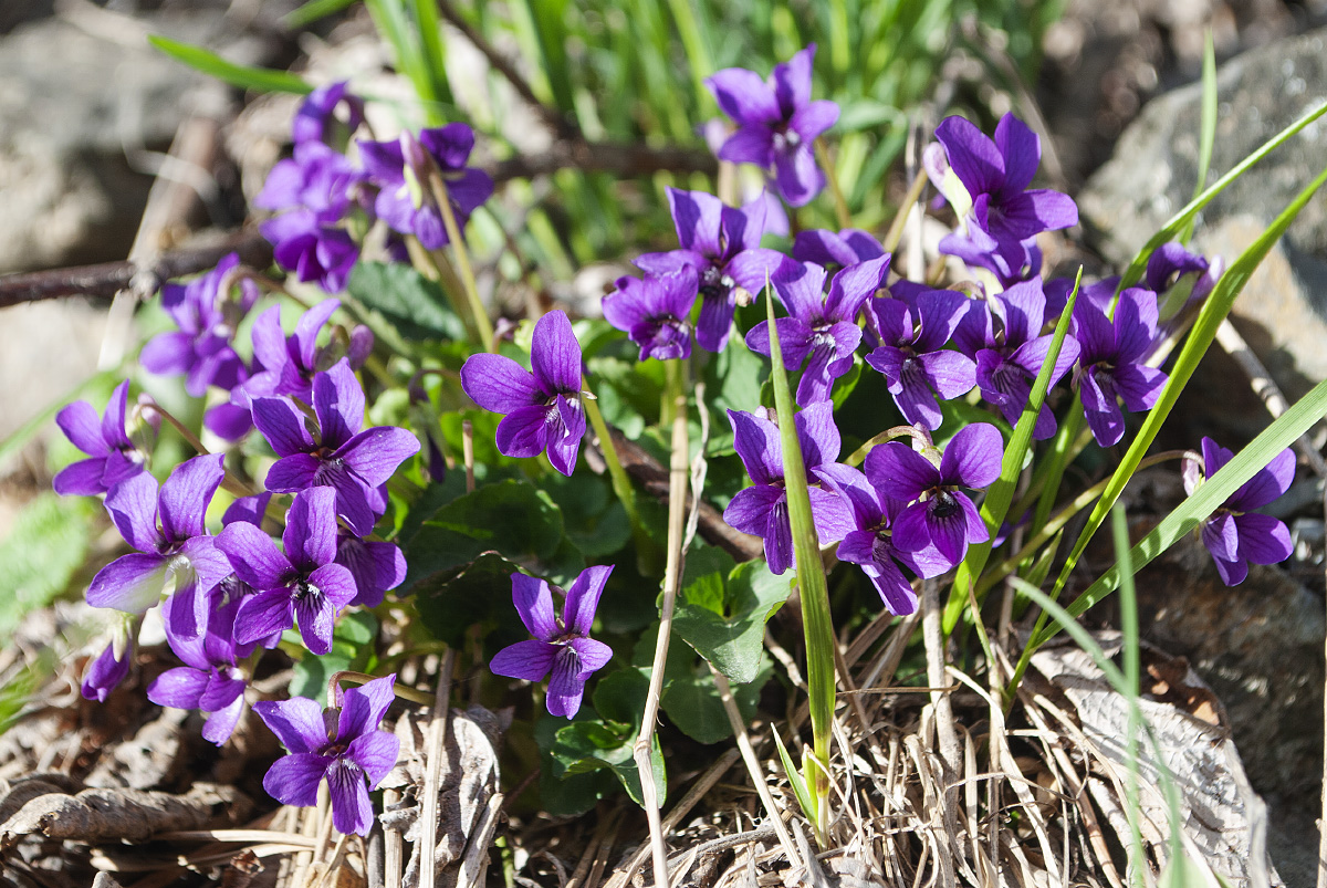 Изображение особи Viola somchetica.