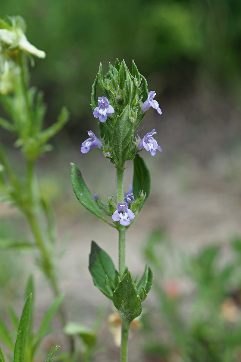 Изображение особи Ziziphora acinos.