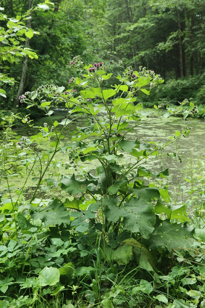 Изображение особи Arctium &times; ambiguum.