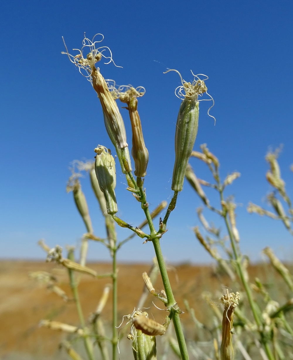 Image of Silene odoratissima specimen.