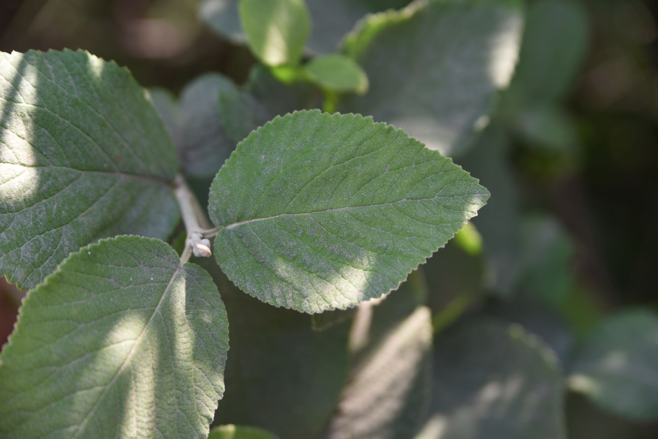 Image of Viburnum lantana specimen.