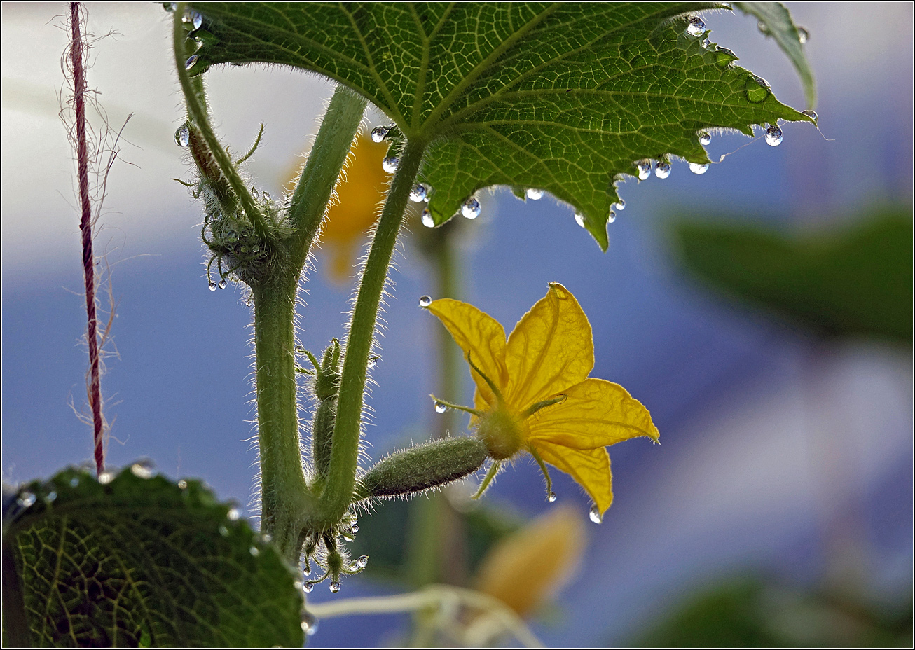 Изображение особи Cucumis sativus.