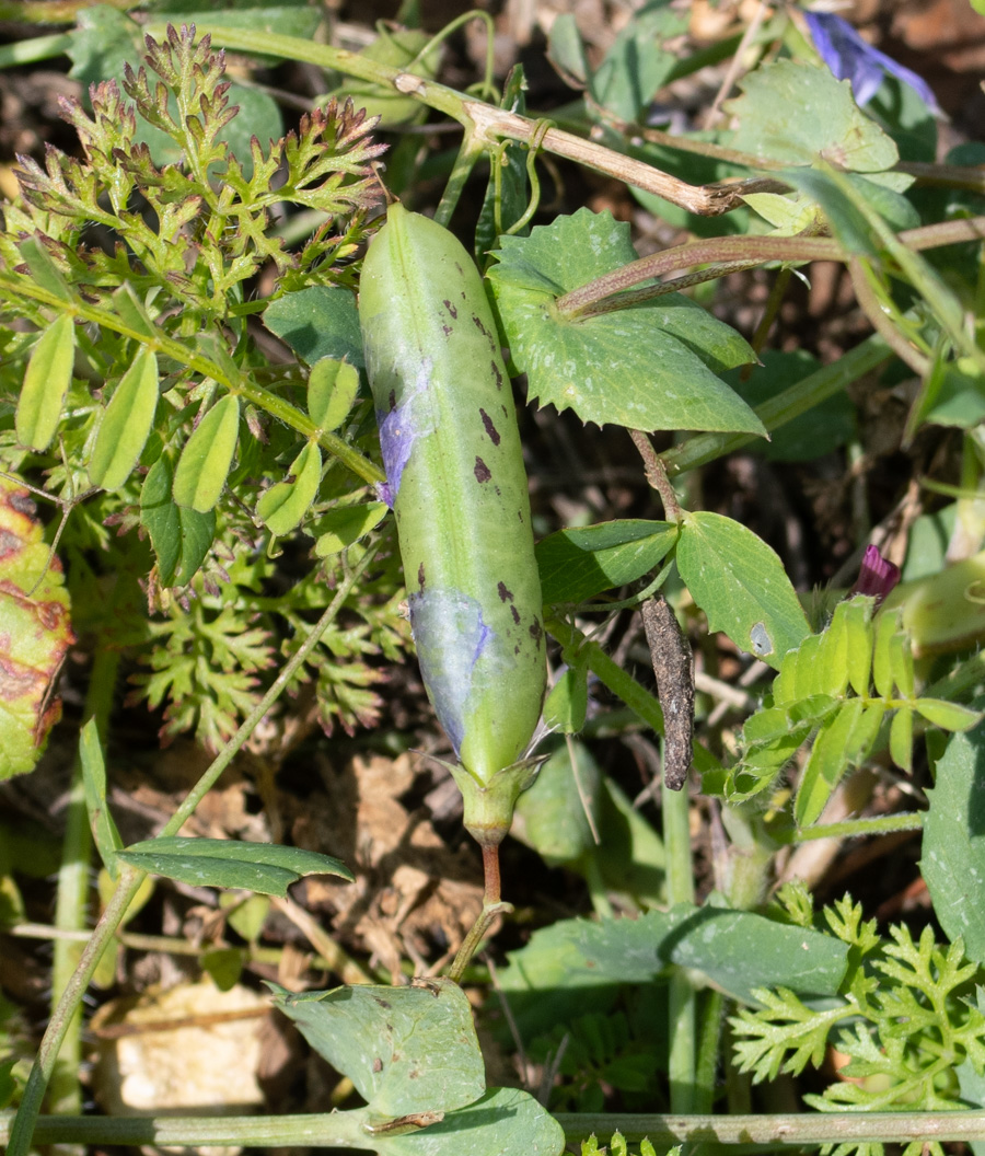 Image of Lathyrus fulvus specimen.