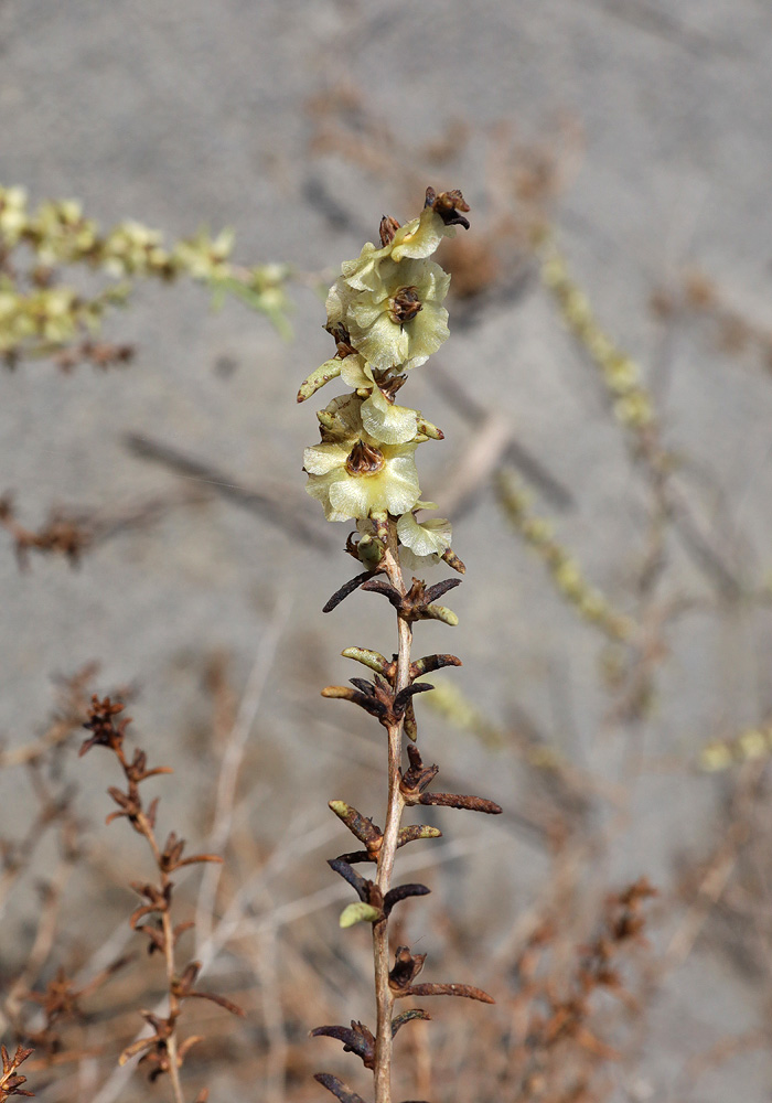 Image of Salsola arbuscula specimen.