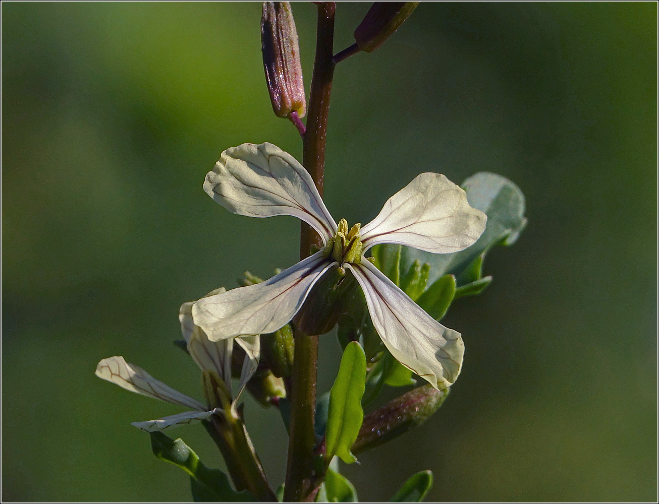 Image of Eruca sativa specimen.