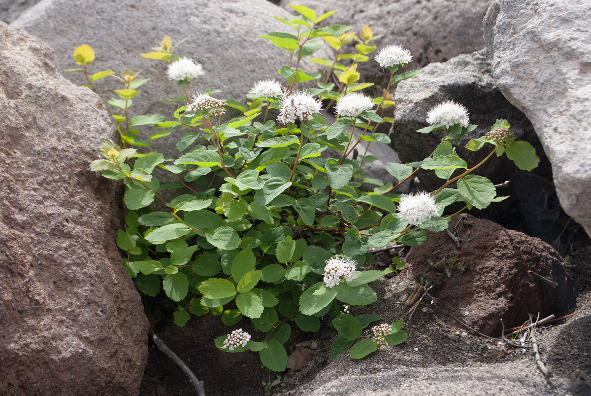 Image of Spiraea beauverdiana specimen.