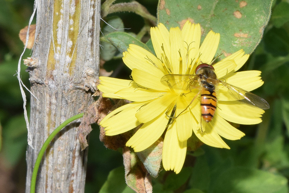 Image of Crepis pulchra ssp. turkestanica specimen.