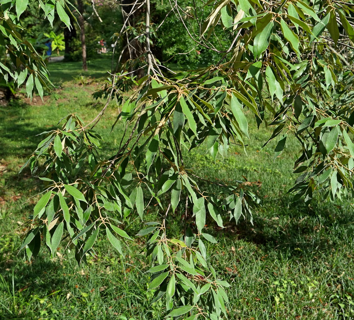 Image of Quercus myrsinaefolia specimen.