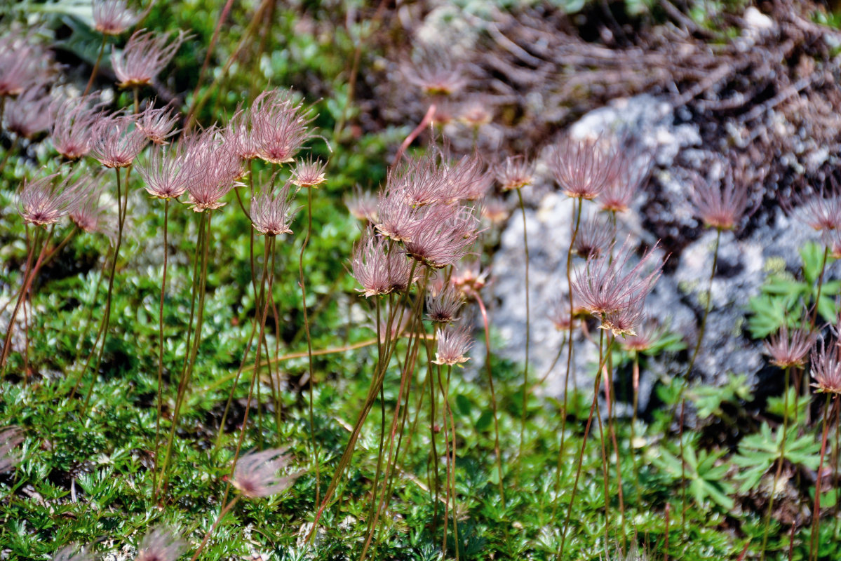 Image of Sieversia pusilla specimen.