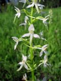 Platanthera bifolia