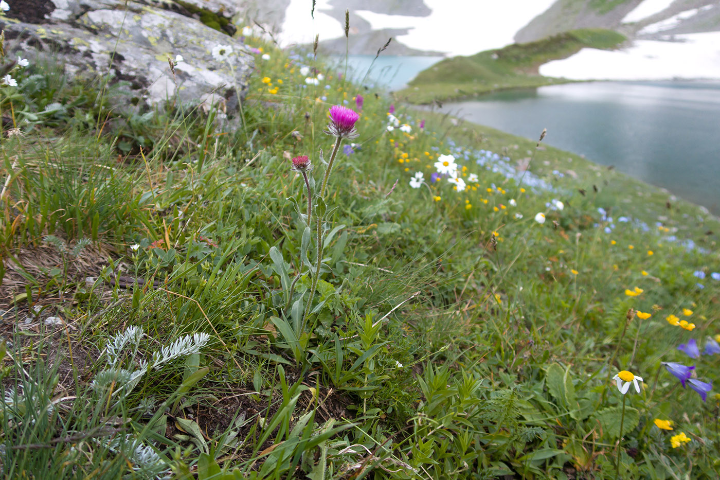 Image of Erigeron uniflorus specimen.