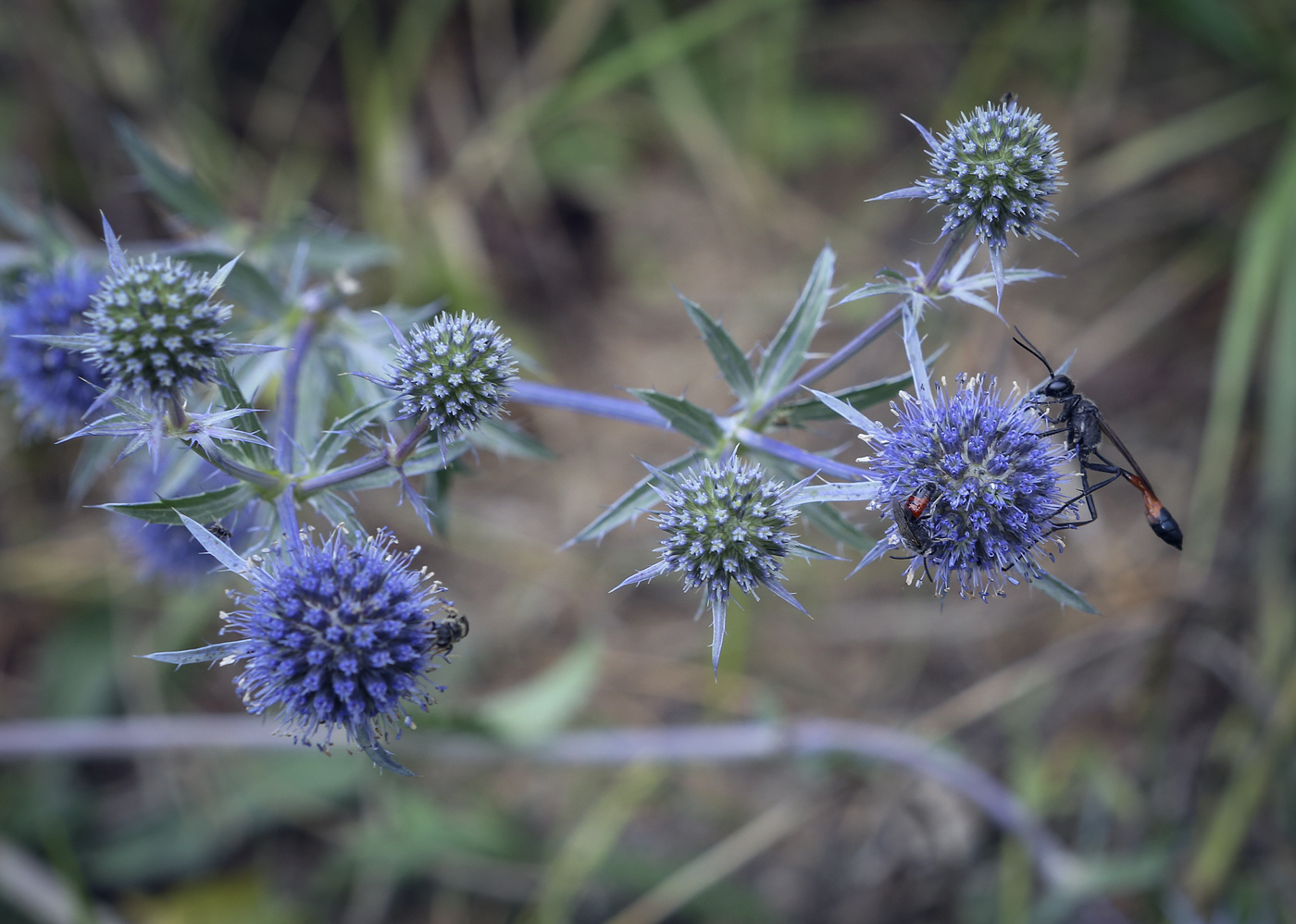 Изображение особи Eryngium planum.