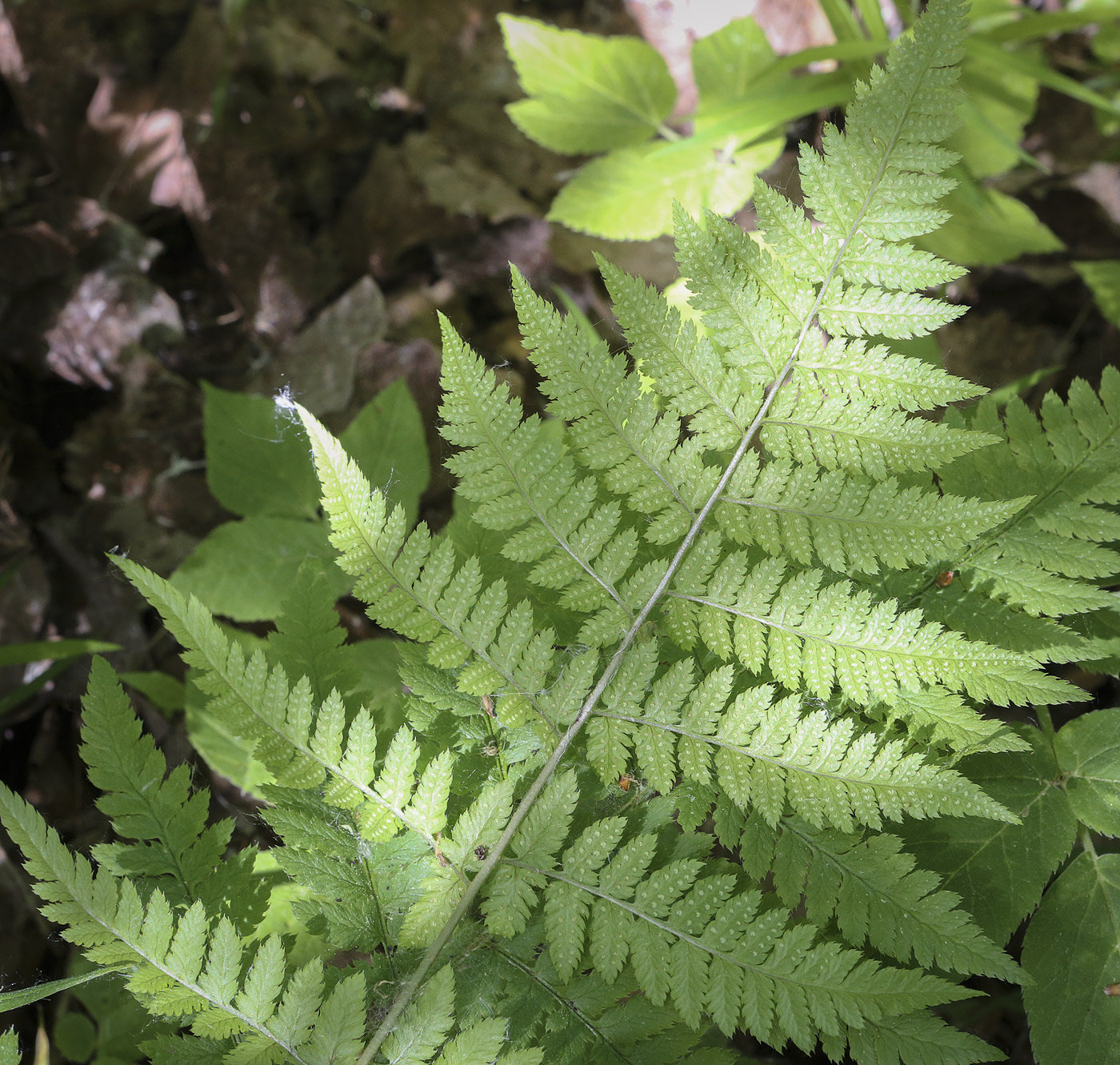 Изображение особи Dryopteris carthusiana.