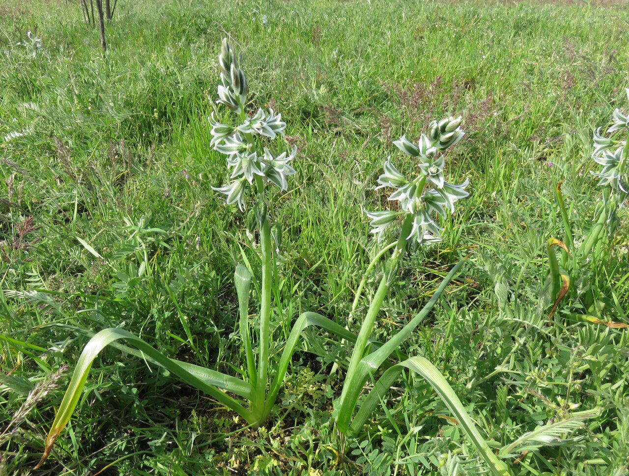 Image of Ornithogalum boucheanum specimen.