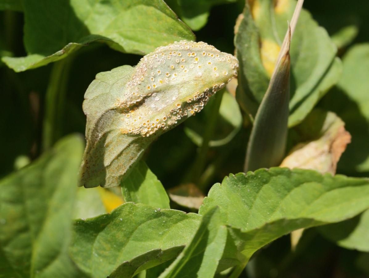 Image of Viola &times; litoralis specimen.