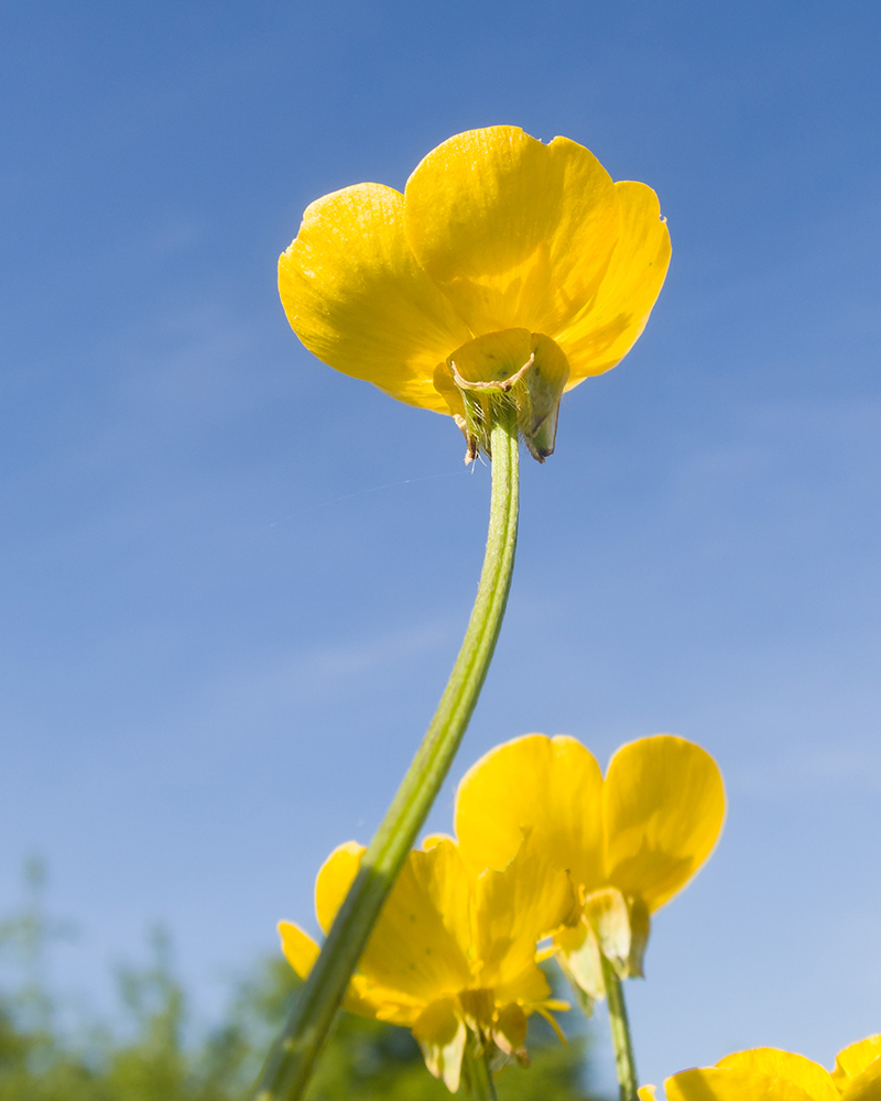 Изображение особи Ranunculus aleae.