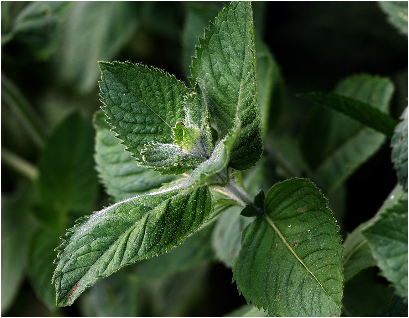 Изображение особи род Mentha.