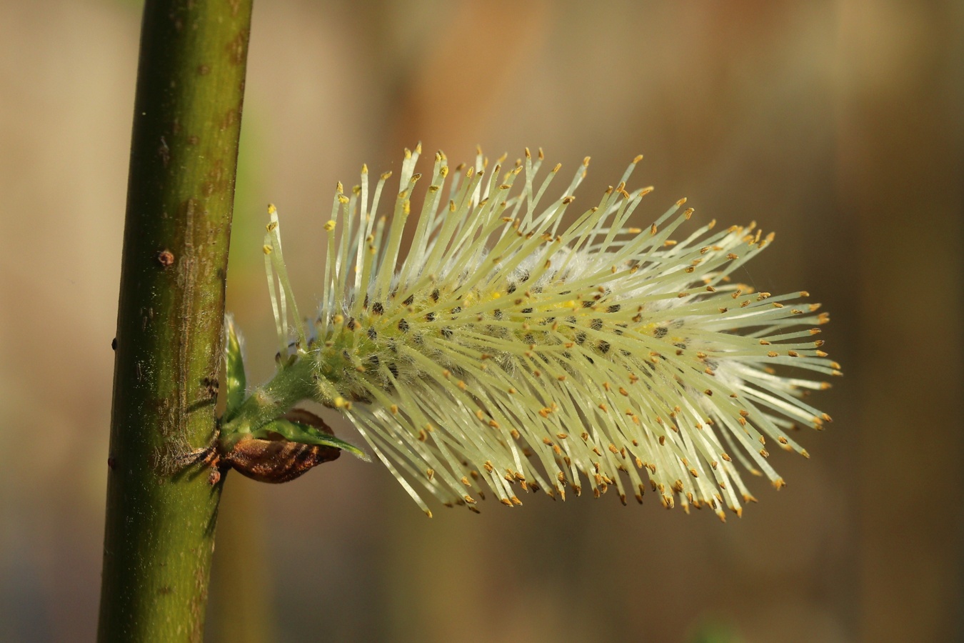 Image of Salix phylicifolia specimen.