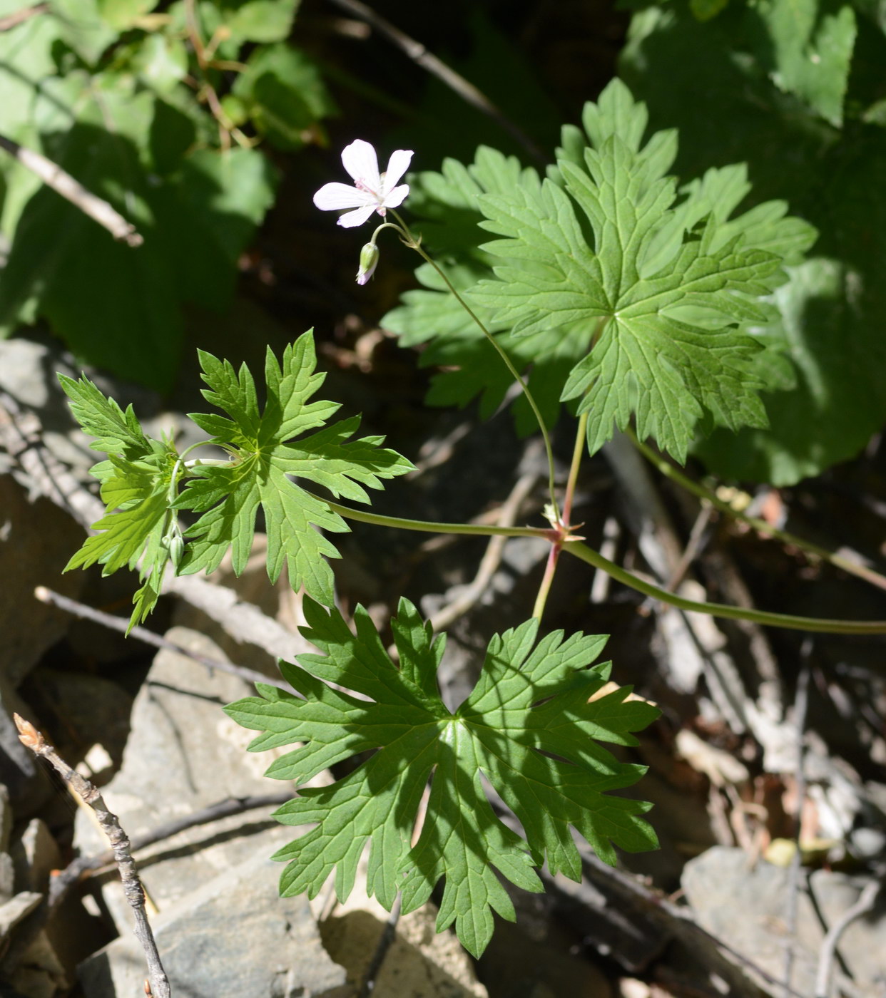 Изображение особи род Geranium.