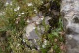 Смотреть изображение Euphrasia petiolaris