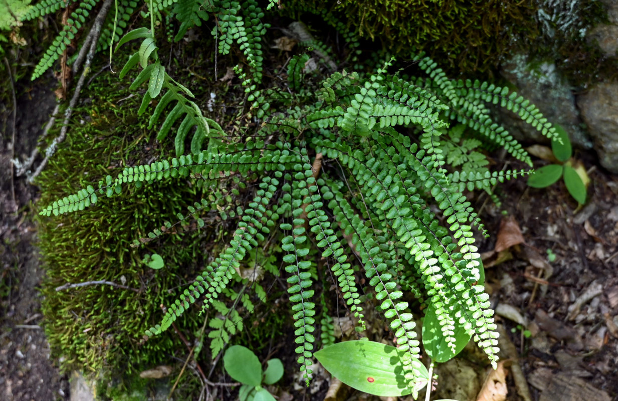 Image of Asplenium trichomanes specimen.