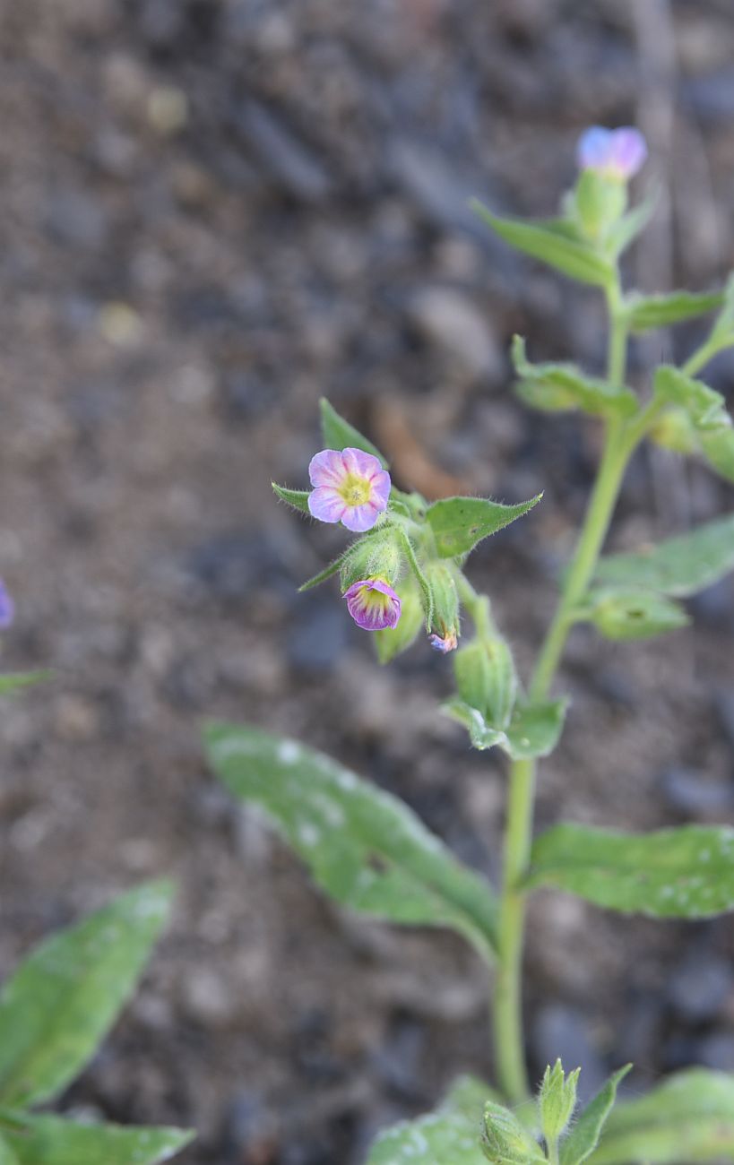 Image of Nonea versicolor specimen.