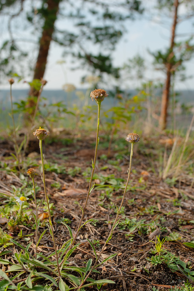 Изображение особи Aster alpinus.