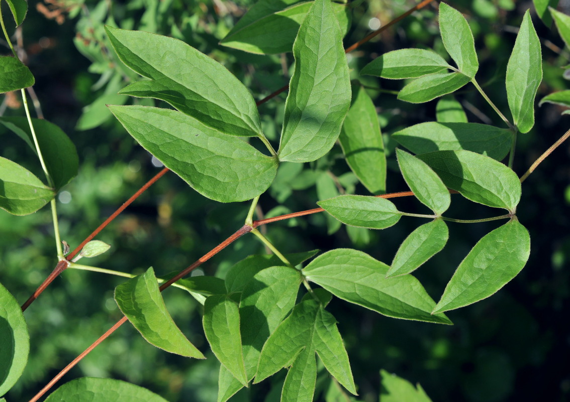 Image of Clematis &times; natalii specimen.