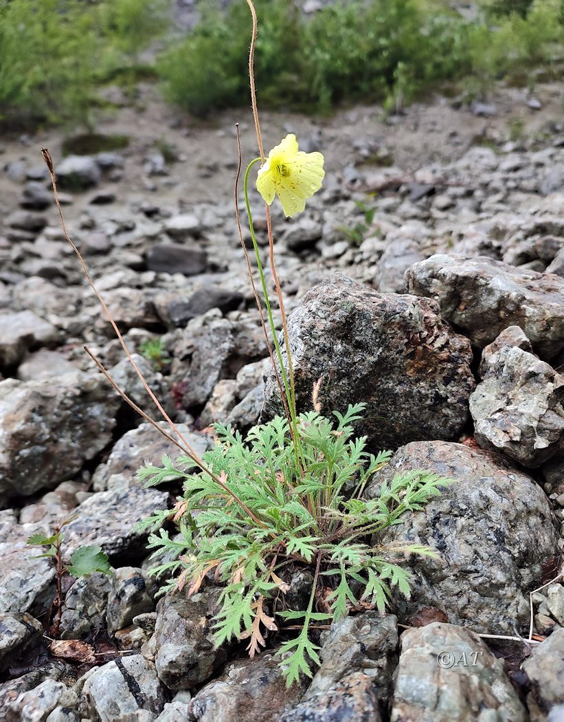 Изображение особи Papaver lapponicum.