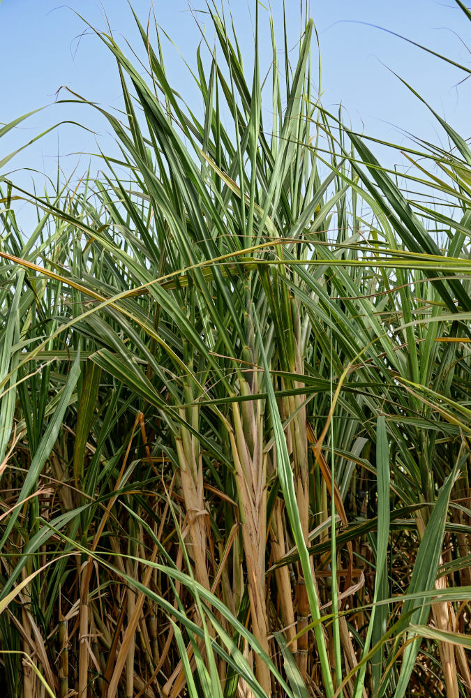 Image of Saccharum officinarum specimen.