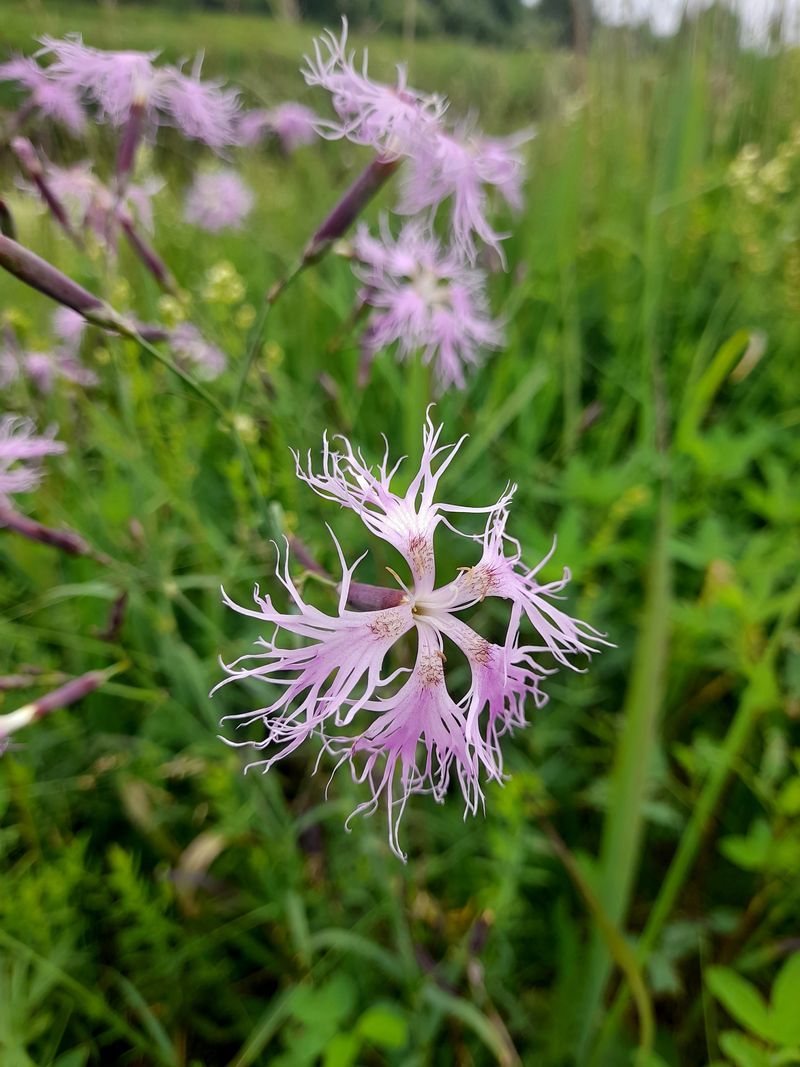 Изображение особи Dianthus superbus.