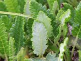 Смотреть изображение Dryas caucasica