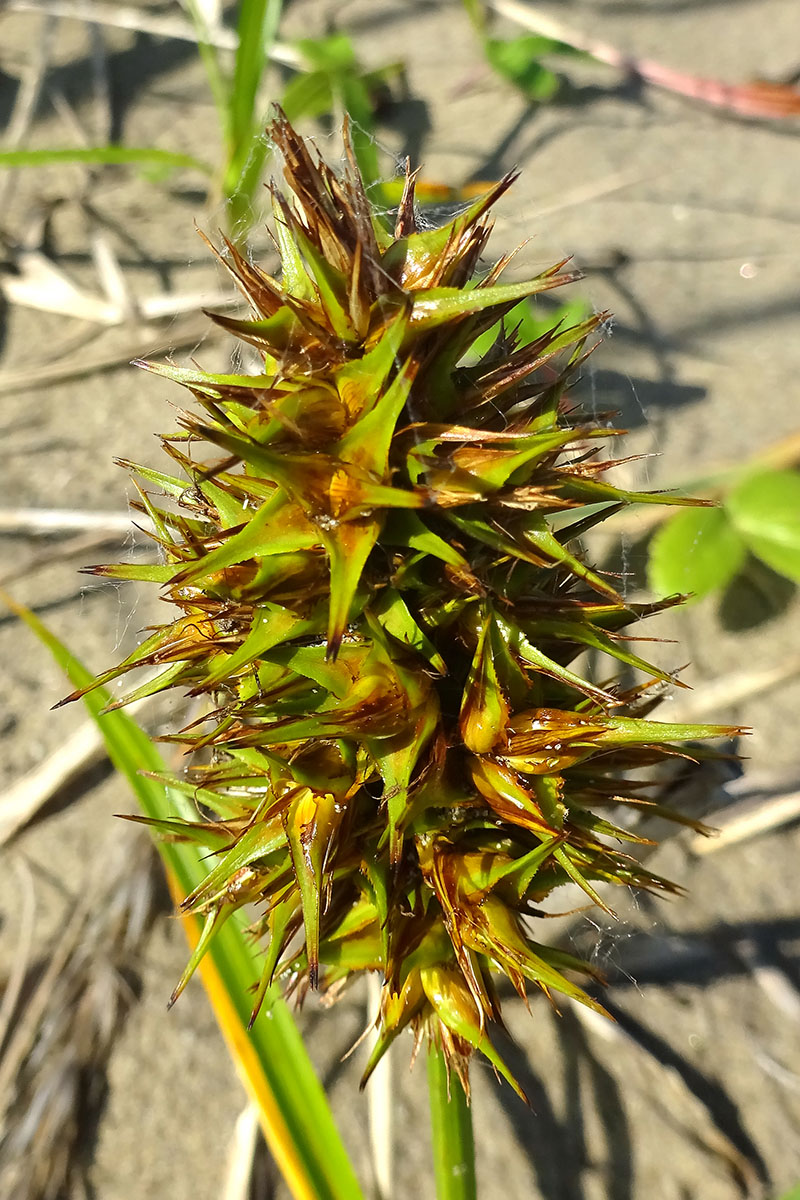 Изображение особи Carex kobomugi.