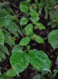 Philadelphus tenuifolius. Верхушка ветви с плодами. Приморье, Лазовский р-н, окр. с. Беневское, долина р. Еломовский ключ, смешанный лес. 18.08.2015.