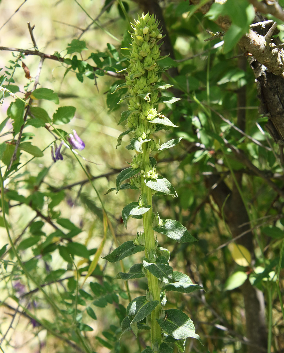 Изображение особи род Verbascum.