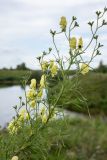 Aconitum anthoroideum