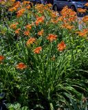 Hemerocallis × hybrida