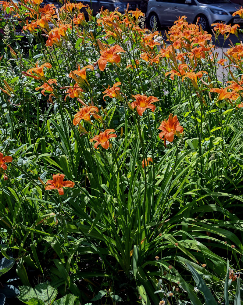 Image of Hemerocallis &times; hybrida specimen.