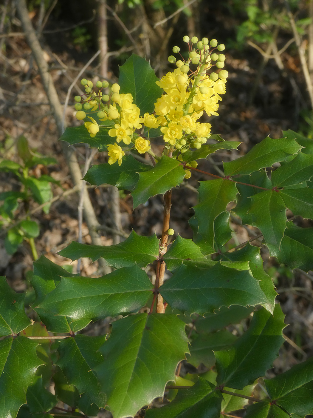 Image of Mahonia aquifolium specimen.