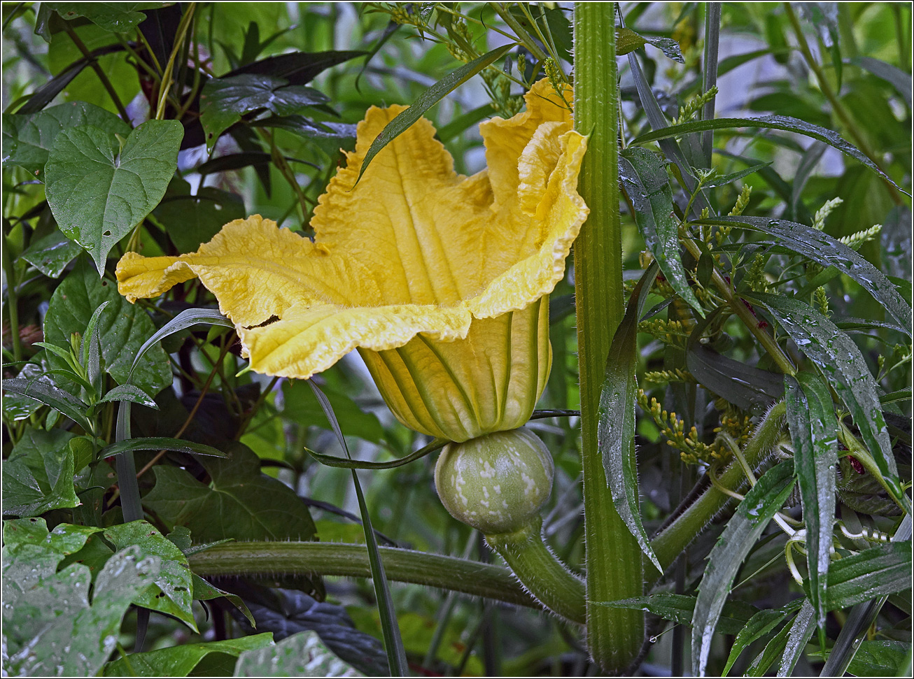 Image of Cucurbita pepo specimen.