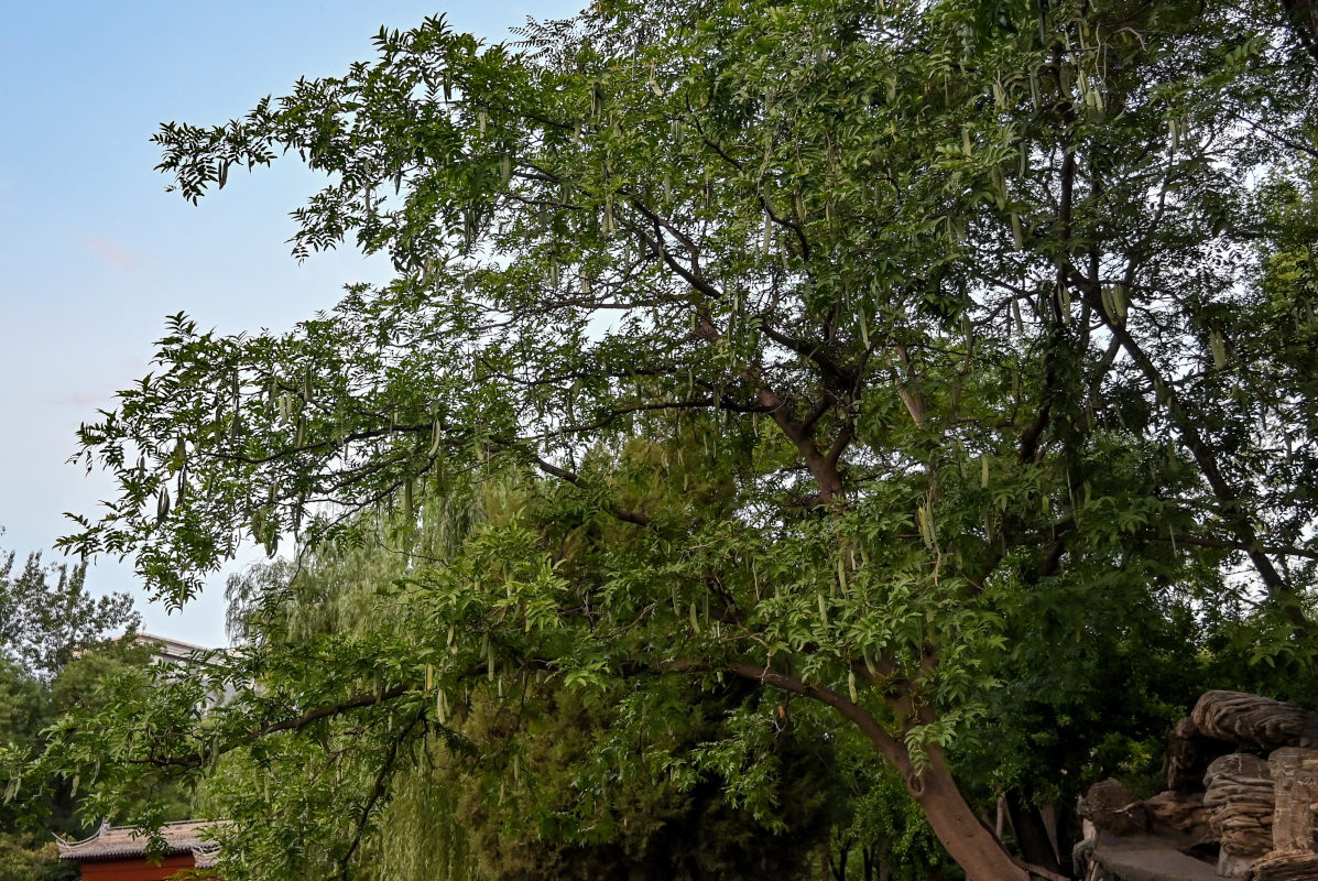 Image of Gleditsia sinensis specimen.