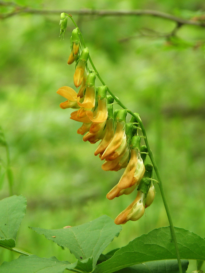 Изображение особи Lathyrus aureus.