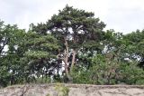 genus Pinus. Взрослое растение. Приморский край, Ханкайский р-н, окр. с. Турий Рог, зап. побережье оз. Ханка, прибрежная песчаная терраса. 26.06.2022.