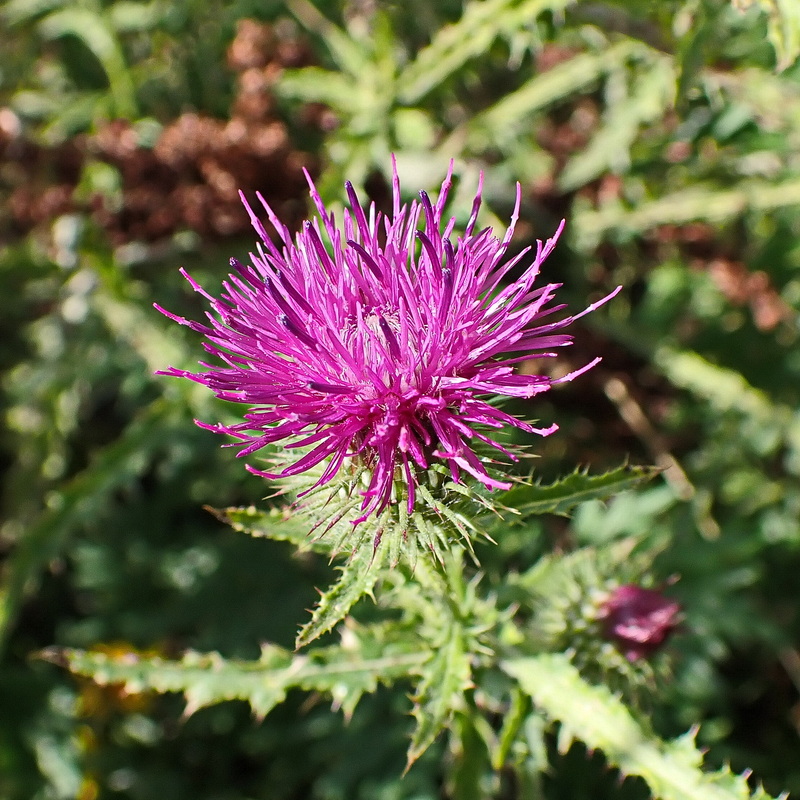 Изображение особи Carduus crispus.