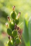 genus Canna. Верхушка соплодия с незрелыми плодами. Турция, г. Анталья, Dokuma Park, в культуре. 01.06.2024.